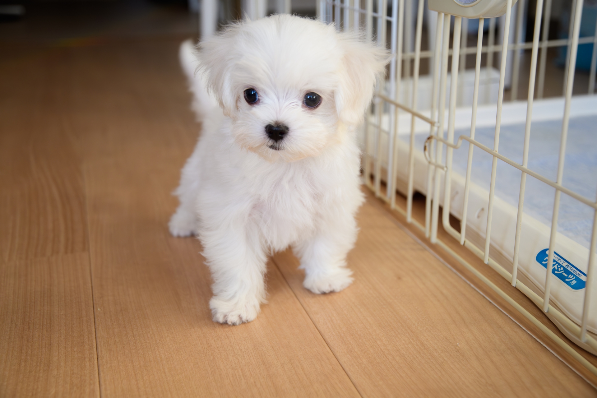 タイトル
犬のしつけトイレ編！簡単にできる？コツを掴んで上手にトレーニング