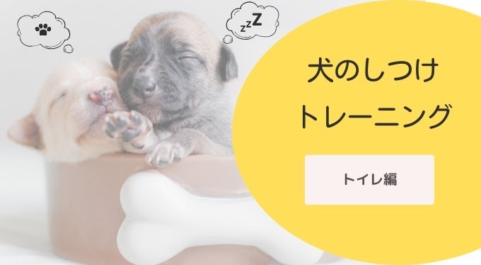 犬のしつけトイレ編！簡単にできる？コツを掴んで上手にトレーニング