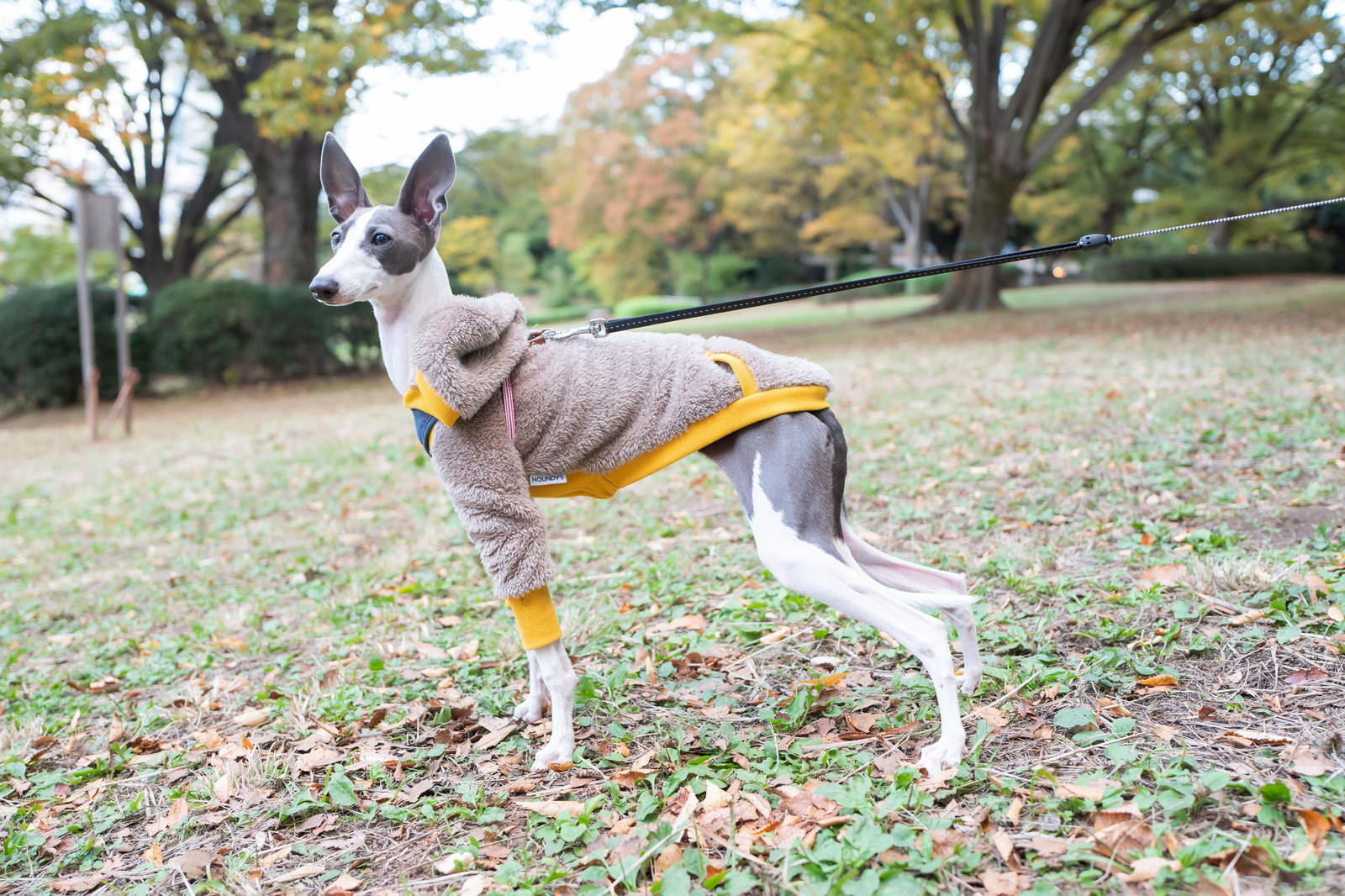 犬のトイレのしつけは簡単にできる？3つのコツを掴んで上手にトレーニング