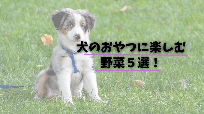 犬のおやつにおすすめの野菜は？いつもの野菜で一緒に楽しむ5選！