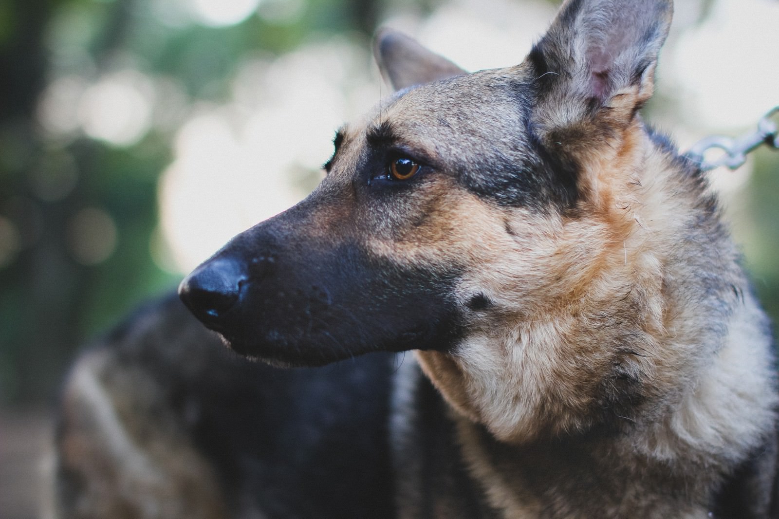 「少年と犬」のあらすじは？ネタバレありでラストはどうなる？